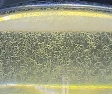 VINEGAR EELS STARTER CULTURE - BUY 2, GET 1 FREE