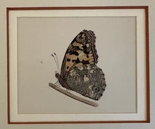BUTTERFLIES CHROMOLITHOGRAPHY VANESSA CARDUI VANESSA DEL THISTLE 1895 BUTTERFLY
