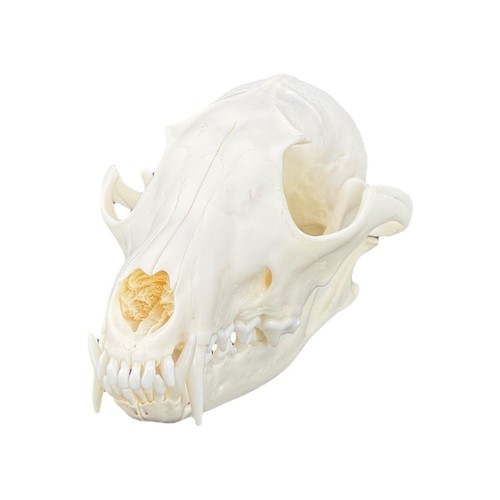 Real Red Fox Skull, professionally cleaned, degreased and bleached, bone art - 第 1/16 張圖片