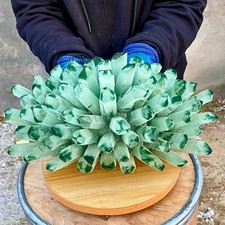 Muestra mineral de racimo de cristal de cuarzo fantasma verde recién descubierto de 20,83 lb