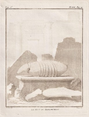 Tiere Gürteltier armadillo animals engraving Kupferstich Buffon 1780 bistre