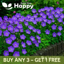 TUSSOCK BELLFLOWER BLUE - 4000 SEEDS - Campanula carpatica - PERENNIAL FLOWER