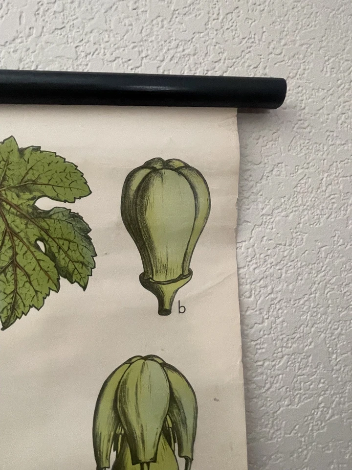 Tabla de la escuela botánica de vid de uva de la década de 1950 néctar alemán J. F. Schreiber Esslingen Foto 3 de 4