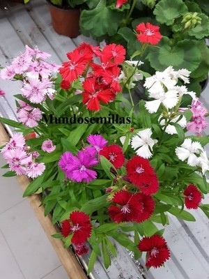 DOUBLE CHINESE CARNATION various colors 300 Seeds - seeds