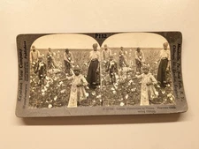 Keystone Stereoview Photo African American Cotton Picking Texas