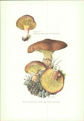 Pilze - Claus Caspari: Goldblatt. Phylloporus rhodoxanthus (Schwein.) Bres. Offs