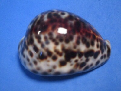 Cypraea tigris (Linnaeus,1758) ''DARK COLORED DORSUM!''  (69.6mm)