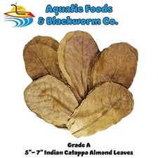 5"-7" 100-Pk Indian Catappa Almond Leaves. Tannins for Bettas, Discus, GRADE A 