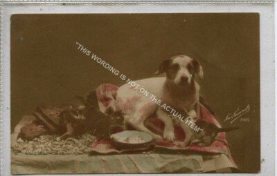 (KLh9515-477) Hund mit Kätzchen, gebraucht G-VG 