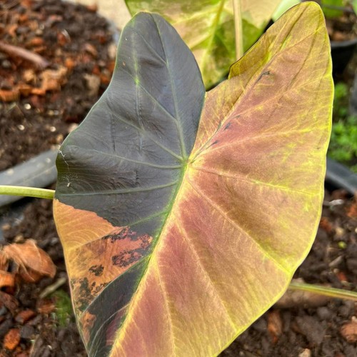 Colocasia Nuevo Bombillo Vivo Híbrido Asadung Tailandia Certificado Fitosanitario Gratuito - Imagen 23 de 24