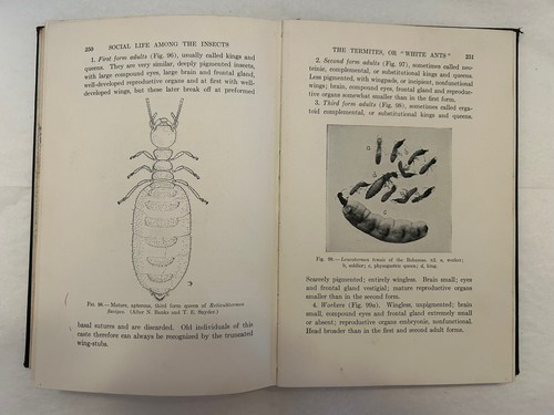 SOCIAL LIFE AMONG THE INSECTS William M Wheeler 1923 1st Edition Ex-Library VGC - Picture 13 of 13