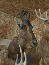 African redhartebeest taxidermy mount