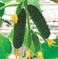 50 Gurkensamen Artist F1 Gemüse Einlegegurken Saatgut Семена огурцов Артист F1