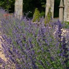 Catmint Plug Plants Lavender Blue Flowers Fragrant Perennial Hardy, Pack