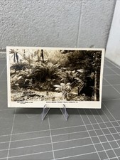 VINTAGE POSTCARD ROSE SERIES RUSTIC BRIDGE TOURIST TRACT CLEMATIS VICTORIA 