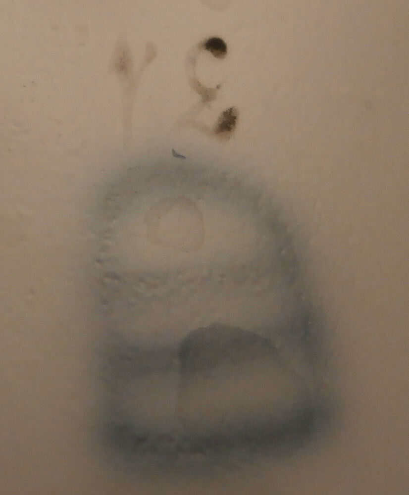 Picture 8 of 8