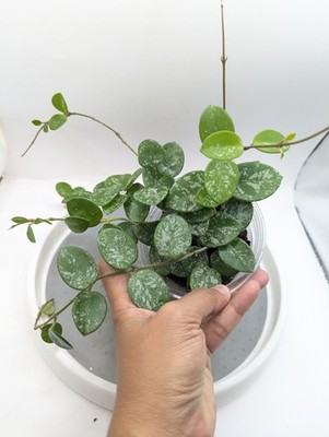 Hoya Mathilde Splash Plant 4'' Pot