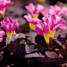 Easy to Grow Oxalis Purpurea Garnet 10 Plant Bulbs, Spring Summer Zones 8-10