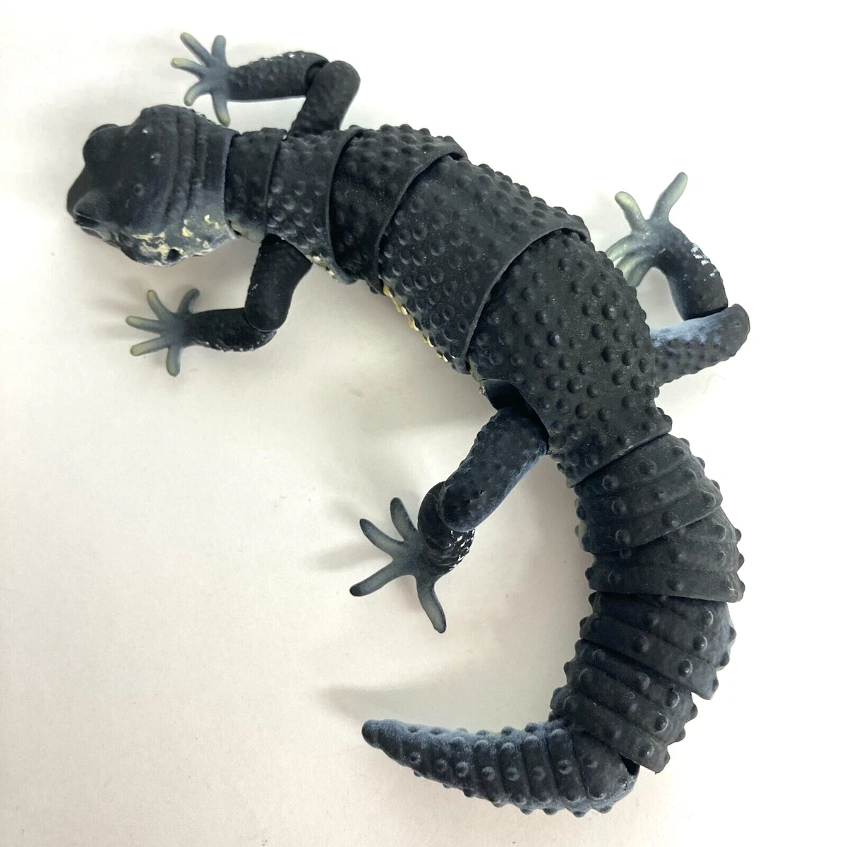 All Black Leopard Gecko All black leopard gecko