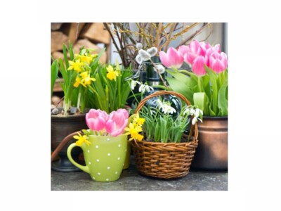 40 Servietten 3-lagig 1/4-Falz 33 x 33 cm Spring Parade Frühling Tulpen Blumen