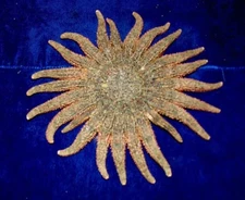 4- to 6" MULTI-LEG STARFISH SEA SHELL  BEACH DECOR TROPICAL REEF CRAFTS