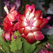 Christmas Cactus Red 3 Cuttings in Pot | Schlumbergera UK