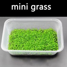 10g Aquarium Plant Seeds Fish Tank Aquatic Water Grass Foreground Easy Plants