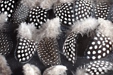 20 Perlhuhnfedern Premium Impressionen Osterdeko Federn Osternest Ostereier