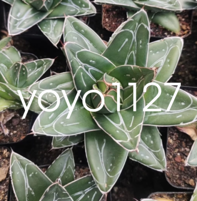 Agave filifera var. compacta Medium size pocket agave plant in D form 7-9cm  | eBay