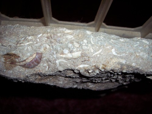 LARGE ROCK WITH HUNDREDS OF VERY SMALL FOSSELIZED SHELLS & PLANTS - Picture 17 of 19
