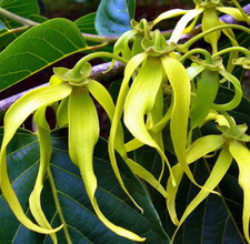 10 Ylang Ylang Seeds - Cananga Odorata - Perfume Tree