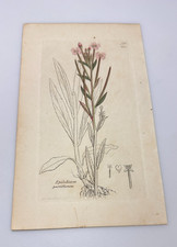 Placa botánica coloreada a mano Sowerby 1800 EPILOBIUM PARVIFLORUM 795 impresión