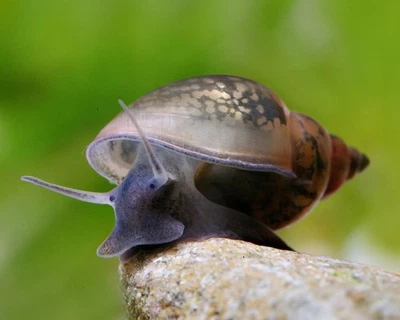 Lot de 9+1 offert physes – Escargots d’aquarium eau douce nettoyeurs - Photo 1/2