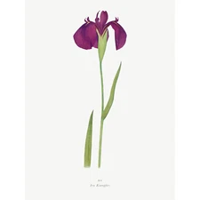 Japanese Water Iris Flower Floral Stem Huge Wall Art Poster Print Giant