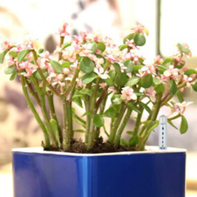 blaukissen saatgut Blaukissen-Samen – LaCaTho GmbH