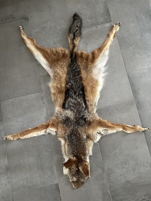 Jackal - Schakalfell aus Südafrika - 1,20 m L x 0,95  m B *NEU*