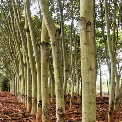 100++ Balsa Tree Seedss (Ochroma pyramidale)- Fast Growing Lightweight Wood Tree