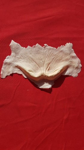 VAMPIRE BROW "BUFFY THE VAMPIRE SLAYER" "DEMON" PROSTHETIC - Picture 4 of 4