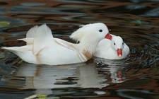 12+ Hatching eggs Pure White Mandarin Ducks. PRE SALE. MAY