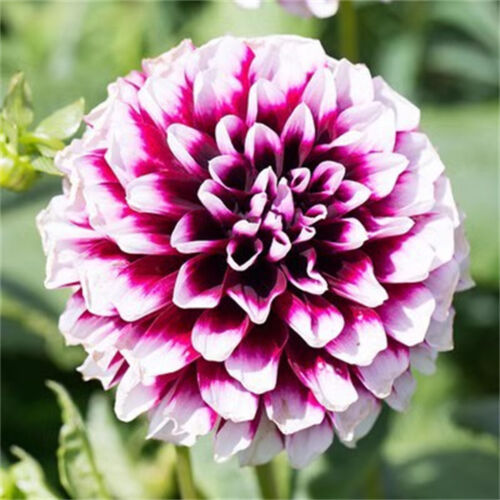 1 Packung/100 Stück doppelt blättrige Dahlien Samen Blumensamen Garten Hof Deko - Bild 28 von 28