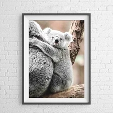 AUSTRALIAN NATIVE KOALA BEAR ANIMAL POSTER PICTURE PRINT Sizes A5 to A0 **NEW**