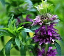 100++ PURPLE Lemon Mint Bee Balm Seeds (Monarda citriodora) Organic Horsemint