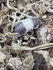 Live Panda King Isopods Mixed Sizes Suitable for Terrarium - 20 count