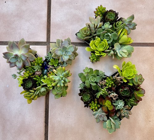 Disposizione talee succulente cuore (1 pezzo) Echeveria stringa di perle - Foto 15 di 24