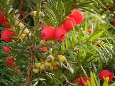 30 English Yew Tree Seeds - Taxus baccata - Evergreen Tree with Bright Red Fruit
