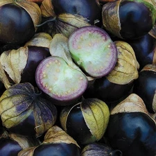 Really Purple Tomatillo, 50 Seeds, Purple de Milpa, BUY 2 GET 1 FREE, FREE SHIP