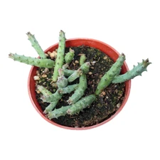 Huernia pandurata Succulent Plant