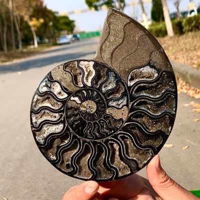 427G Rare! Natural Tentacle Ammonite FossilSpecimen Shell Healing Madagascar