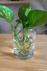 10 Pothos Fresh Unrooted Cuttings for Rooting Easy Fast Growing Air Purifying