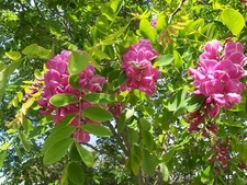Arnot Bristly Locust, Robinia fertilis, Shrub Seeds